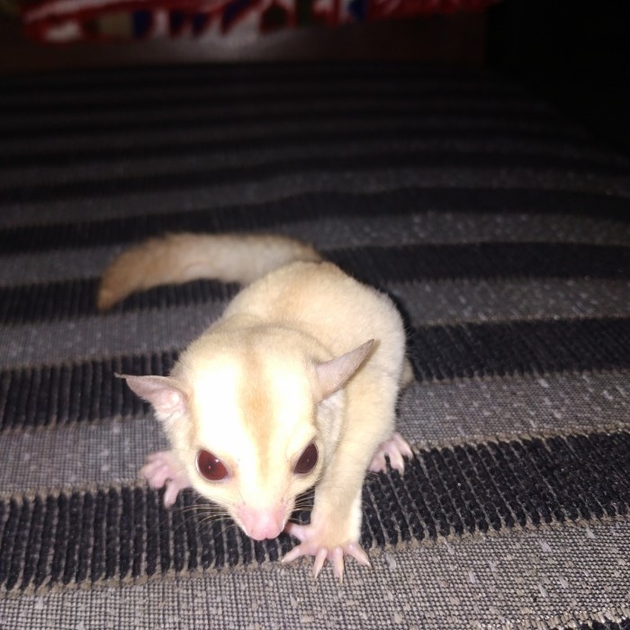 Sugar Glider Creamino Joey