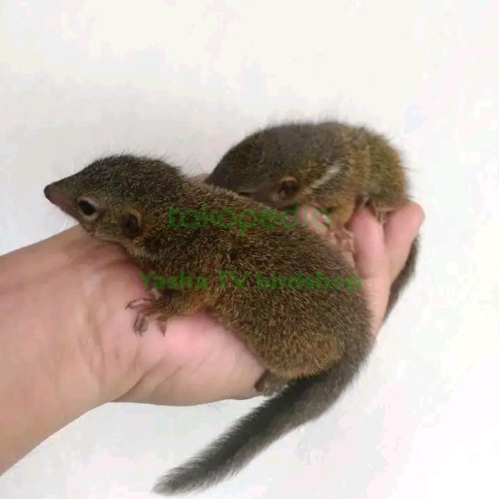 Tupai Kekes Anakan Jinak