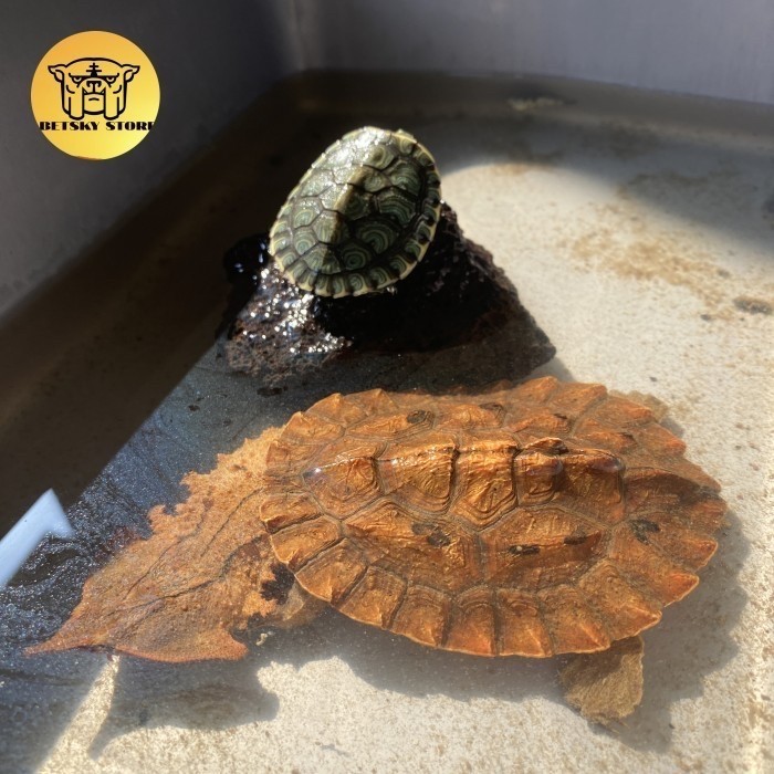 Kura Mata mata / mata mata turtle venezuela 9cm up