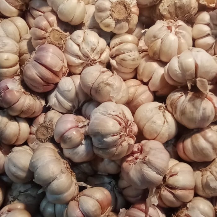 

Harga Termurah Bawang Putih Super Murah 1Kg Best Seller