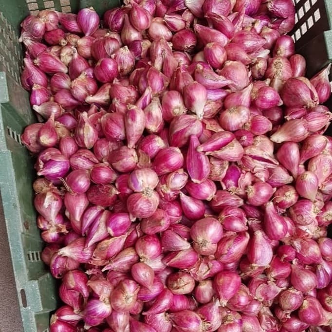 

Ready Bawang Merah Bamer Brebes Kering Wangi Best Seller