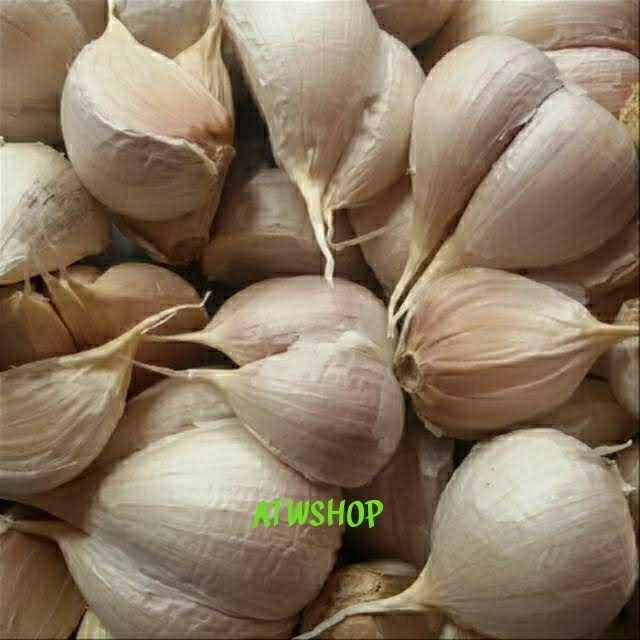 

Terbaru Bawang Putih Kating Best Seller