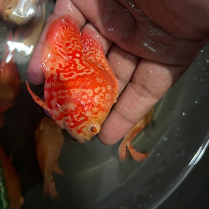 TERBARU Oscar Tiger Abino Good marking short body import thailand 8cm