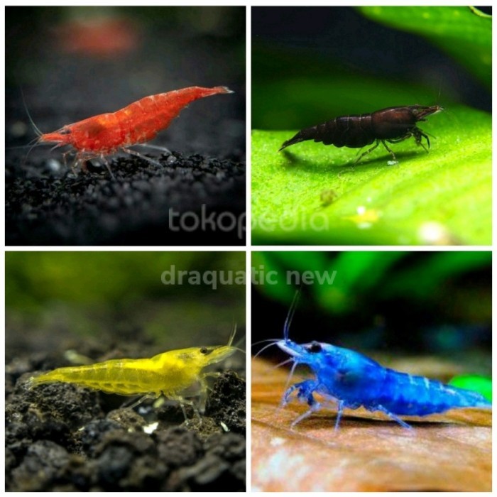 MURAH UDANG HIAS AQUASCAPE / UDANG HIAS AQUARIUM