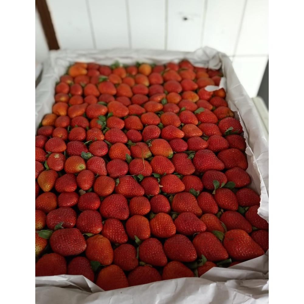 

Panensegar Strawberry Ciwidey - Mini [Paket 5 Kg]
