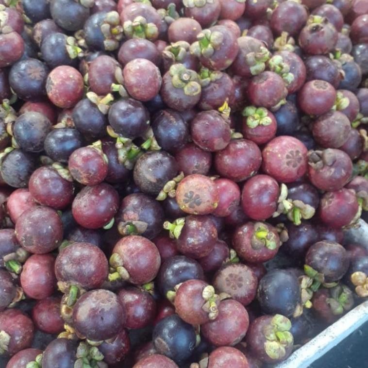

Indukbuah Buah Manggis Manis Seger 1 Keranjang/Dus