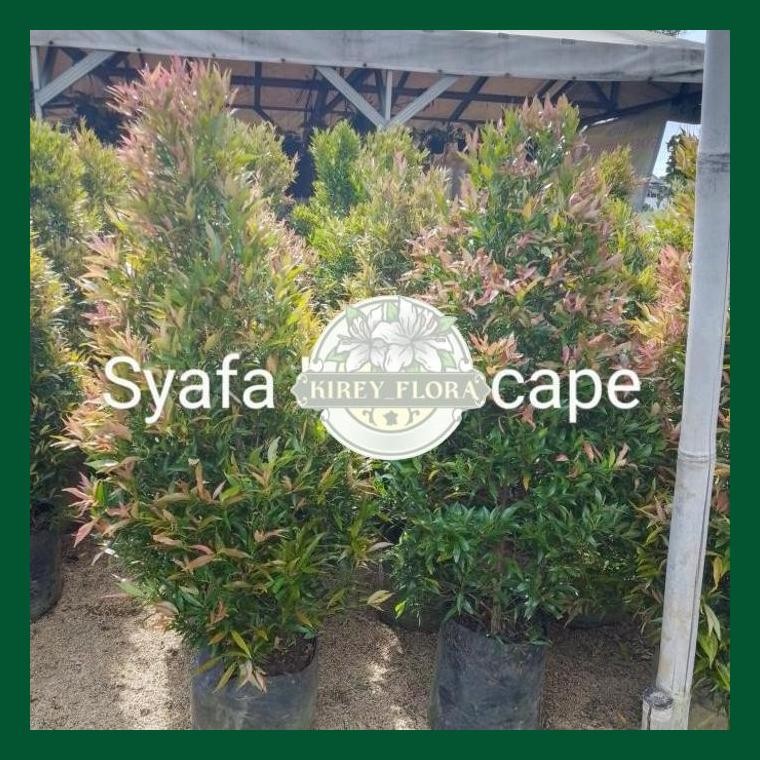 Pohon Pucuk Merah Tinggi 1,5 M