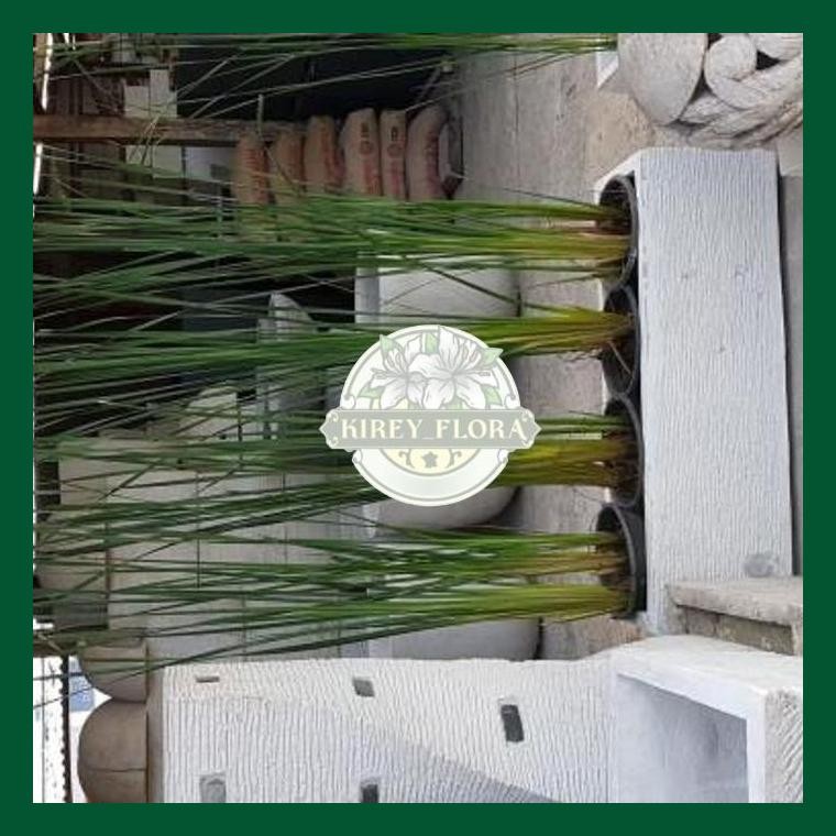 Pot Minimalis 1 Meter Dan Tanaman Pagar