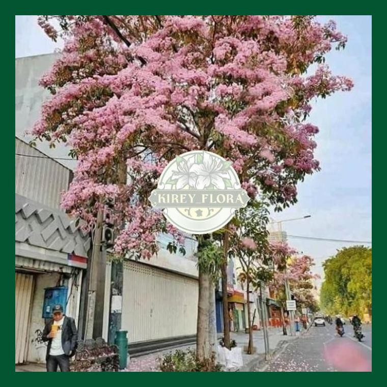 Pohon Tabebuya 3 Meter Rosea Pink Dan Kuning