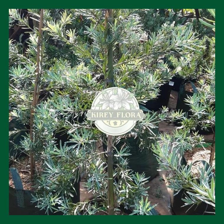 Tanaman Hias Lohansung Daun Silver 80-100Cm