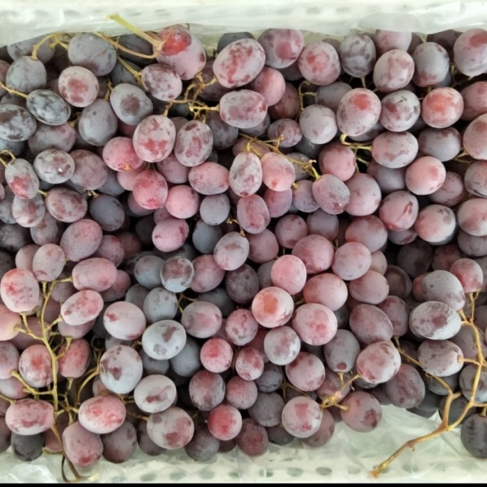 

anggur red globe superan 1 box 7 kg