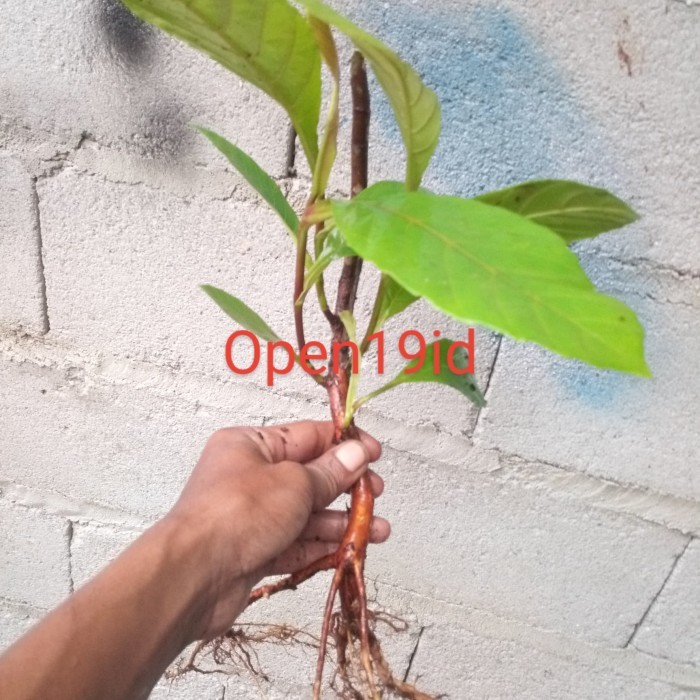 PROMO ~`~ Pohon Bibit Simpor/Simpur Bibit/ Bunga Simpur/Dillenia ~~~