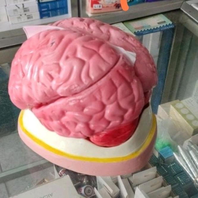 

kerangka model phantom manekin alat peraga otak