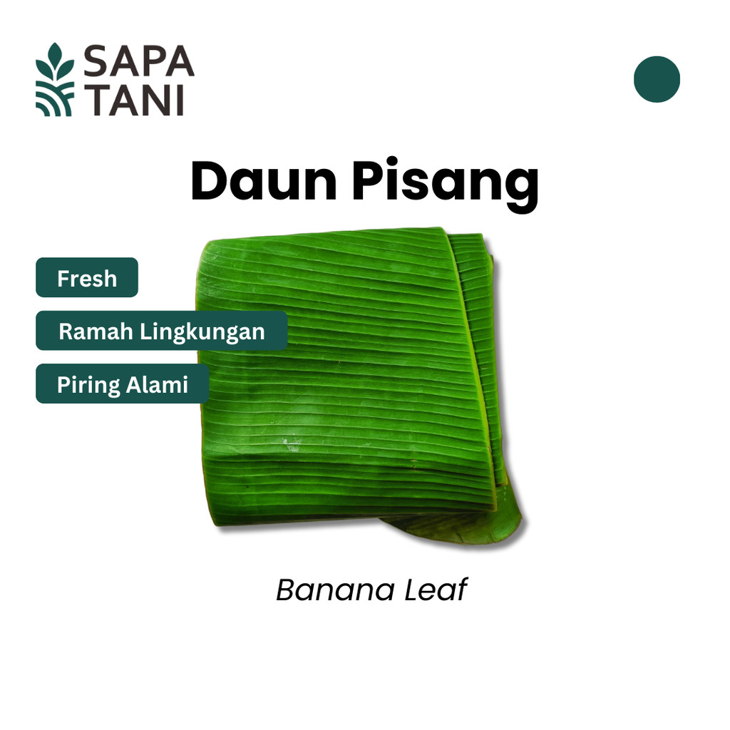 

Daun Pisang Segar 250 gr 1 Ikat Sapatani Untuk Bungkus Makanan dan Dekorasi