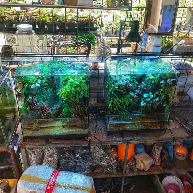 Diskon 50X30X50 Paludarium Fullset