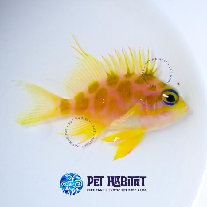 Diskon Ikan Hias Air Laut Rare Japanese Anthias Borbo Borbonicus