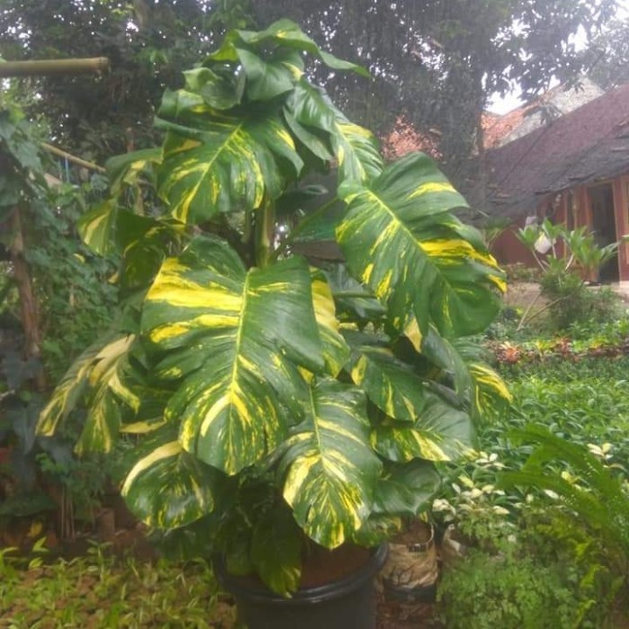 tanaman sirih gading jumbo tinggi 100cm sudah menggunakan pot