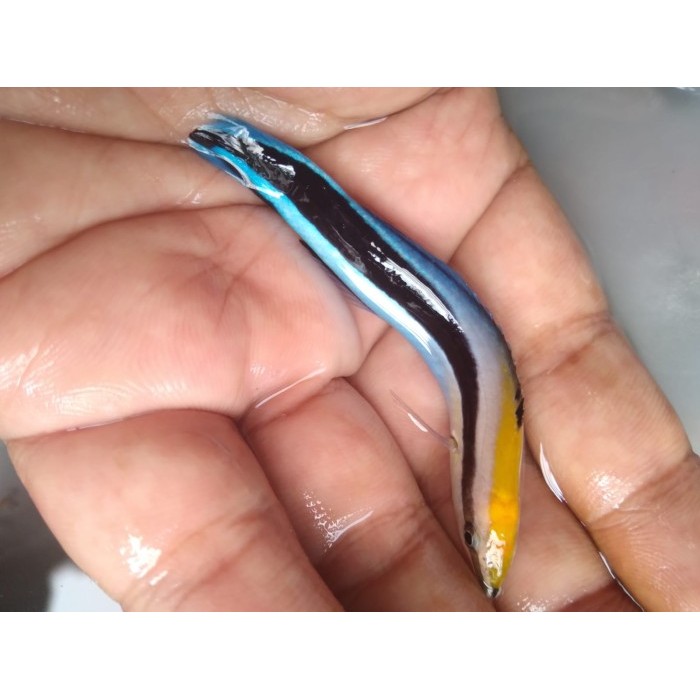 PROMO SPECIAL Keling Dokter - Ikan Hias Aquarium Air Laut