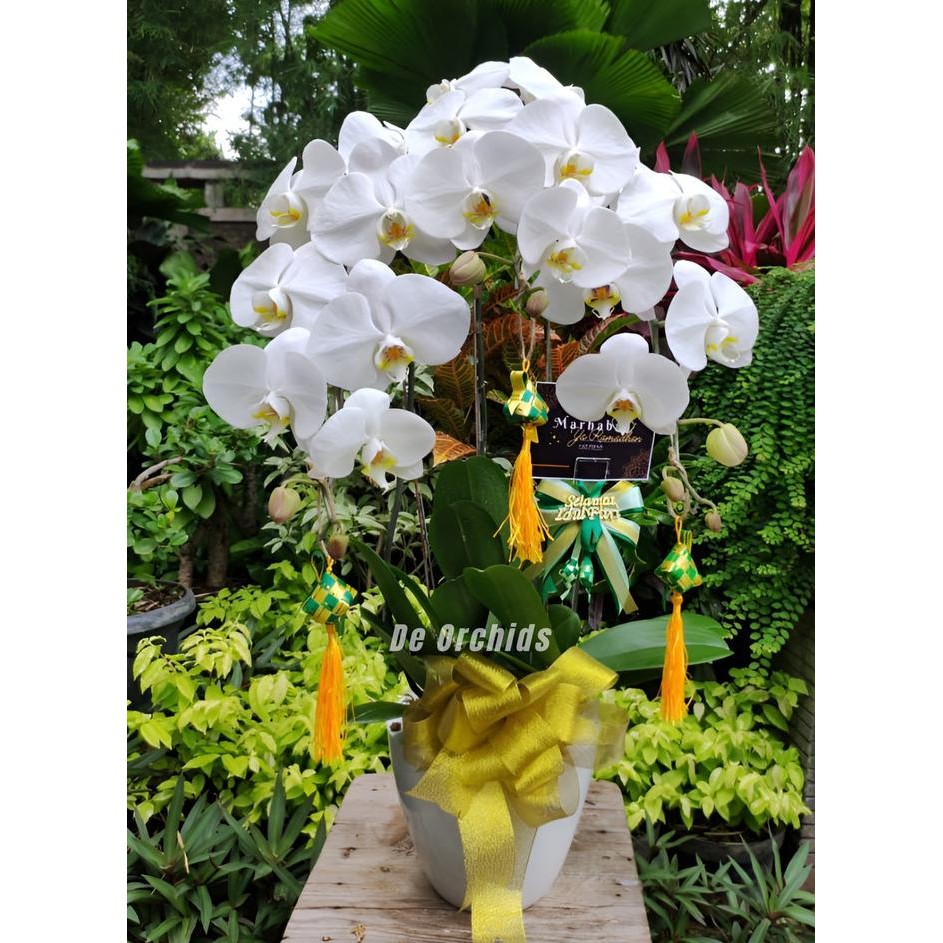 

Best Item!, Hampers Lebaran - Anggrek Bulan Dewasa Isi 3 Pohon Warna Putih