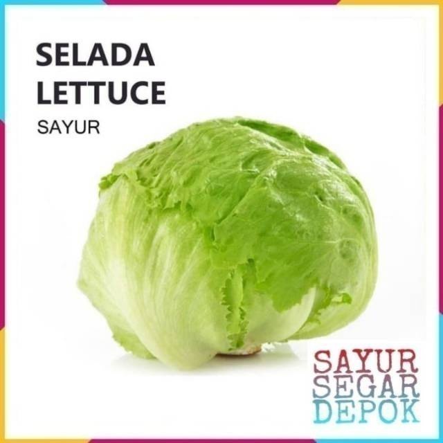 

SELADA LOTTUCE SAYUR 1 BUAH