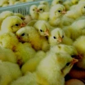 

AYAM NEGRI/DOC PEJANTAN 1 BOX ISI 100 EKOR