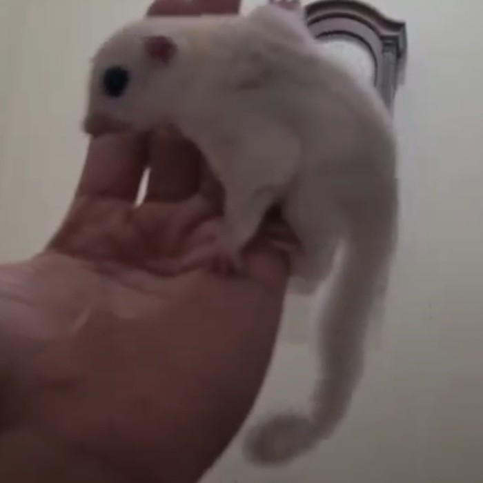 TERBARU sugar glider white mozaik