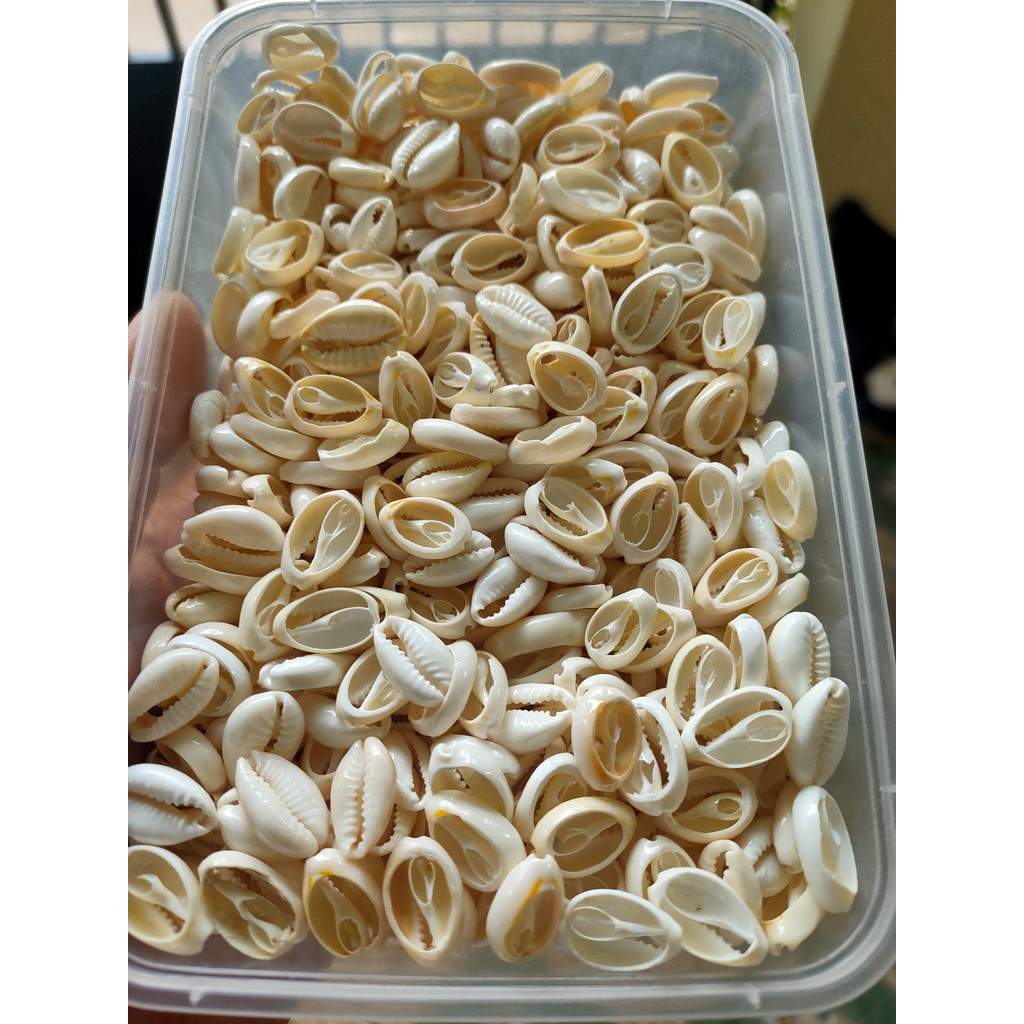 Kerang Kuwuk Kupas (Glossy) Harga Per 100 pcs Dengan Ukuran Mix (Campur antara Besar, Sedang & Kecil