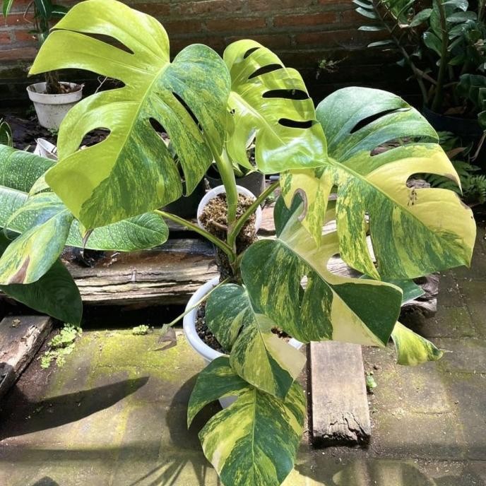 Monstera Marmorata Aurea Yellow Variegata Real Pict Murah Ekonomis