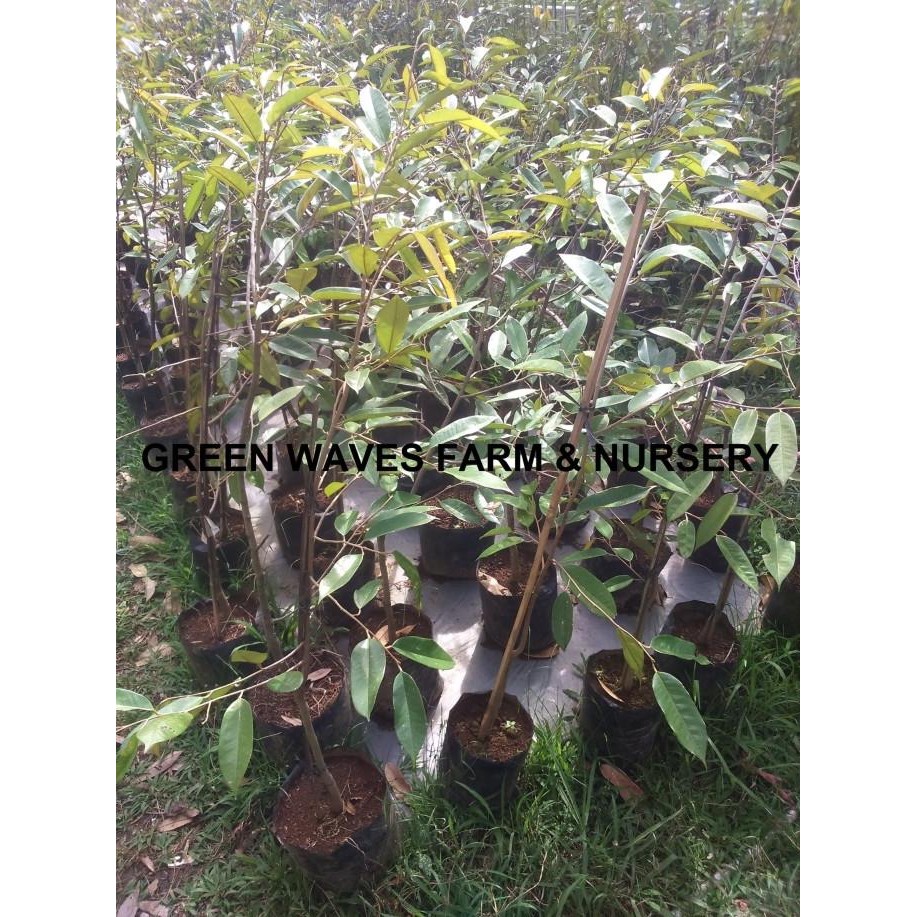 HARGA DISC - BIBIT DURIAN OCHEE/DURI HITAM/BLACK THORN (D200) 90 CM - 1 M