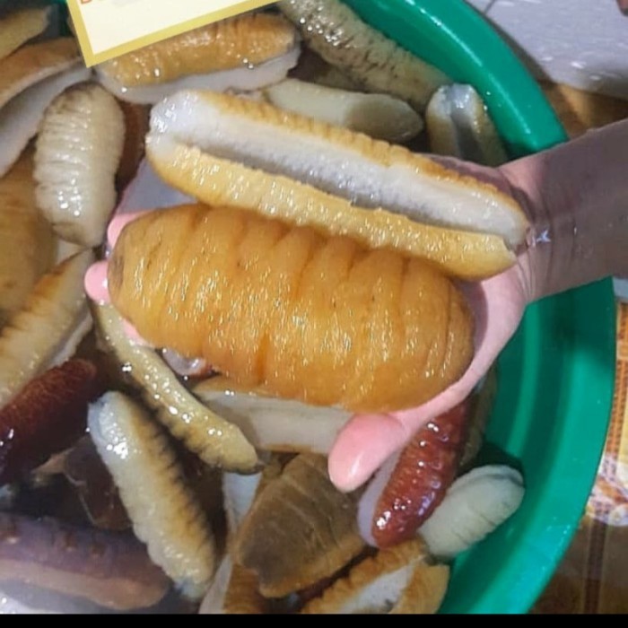 

HAISOM LINTAH LAUT TERIPANG BELITUNG KUALITAS BAGUS