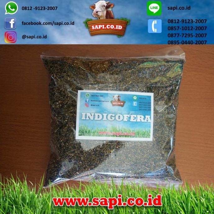 Bibit Indigofera 1 Kg