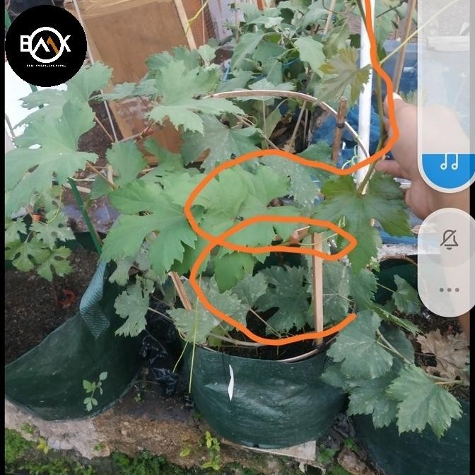 Bibit Anggur Impor jupiter/dixon/gosv/angelika/trans/ ninel tabulampot