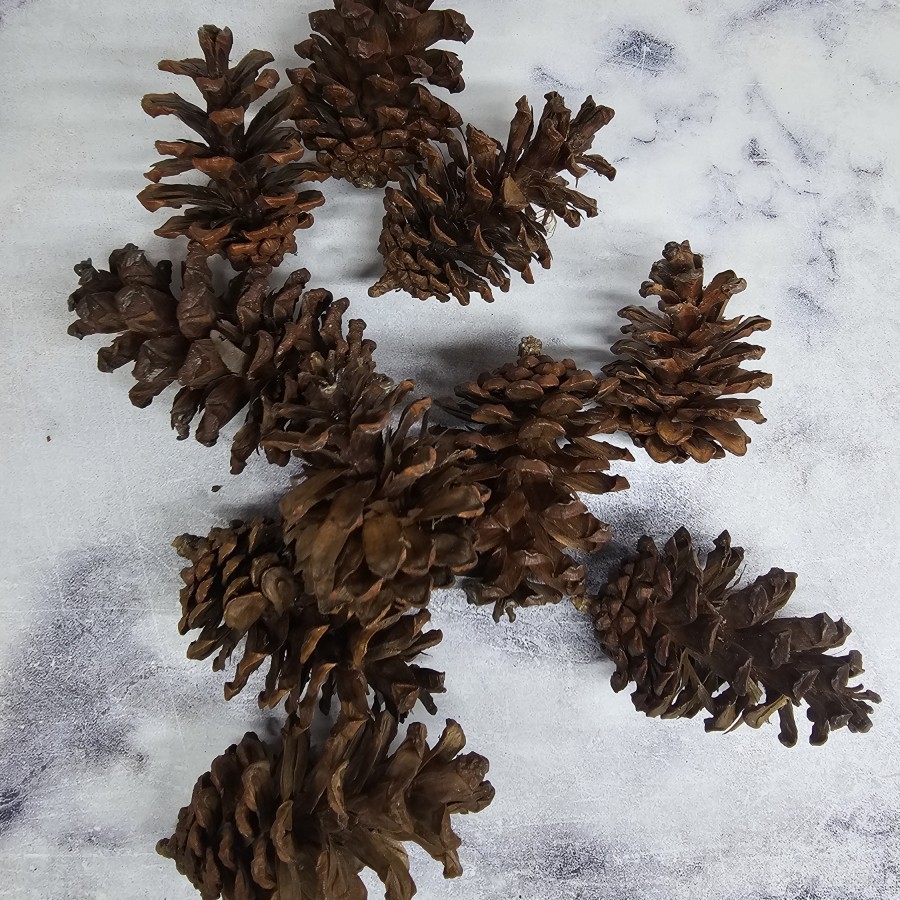 

Bunga Pinus Kering //Pinus Kering decor hias