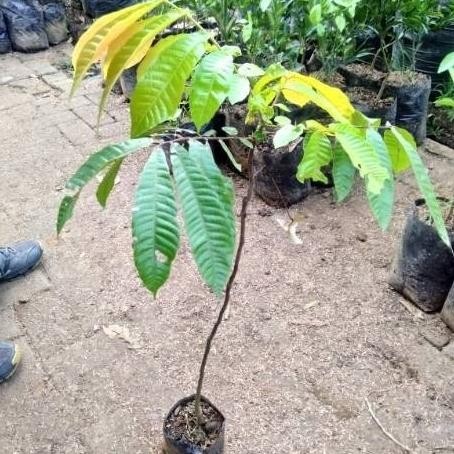 PREMIUM Bibit Tanaman Buah Matoa-Bibit Matoa Cangkok/Sambung