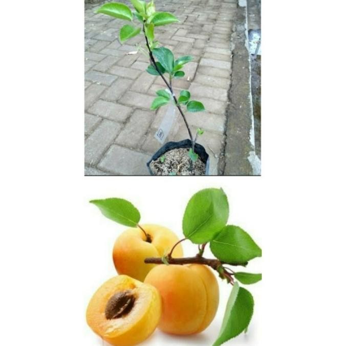 PREMIUM bibit tanaman buah aprikot UNGGULAN