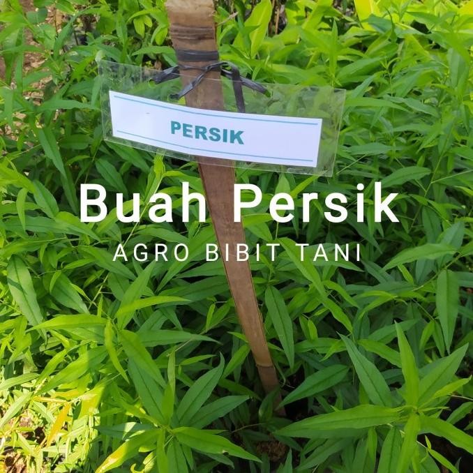 PREMIUM Bibit Tanaman Buah Persik Asli-Bibit Pohon Buah Persik
