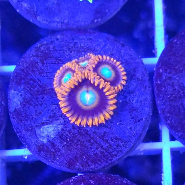 

PREMIUM ZOA ZOANTHID TEQUILA