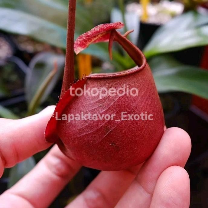 Promo Nepenthes Bicalcarata Kantong Semar Unik Bertaring