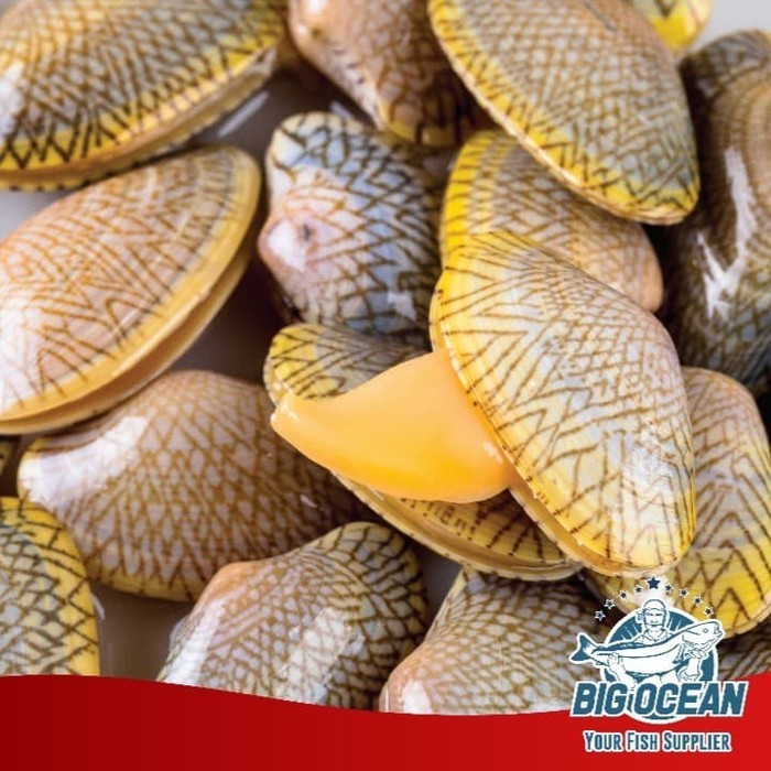 

Kerang Batik Besar Frozen Premium Pilihan @1kg