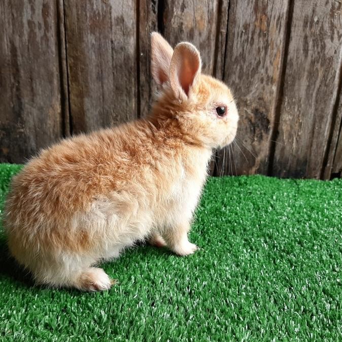 Kelinci Hias Netherland Dwarf Orens