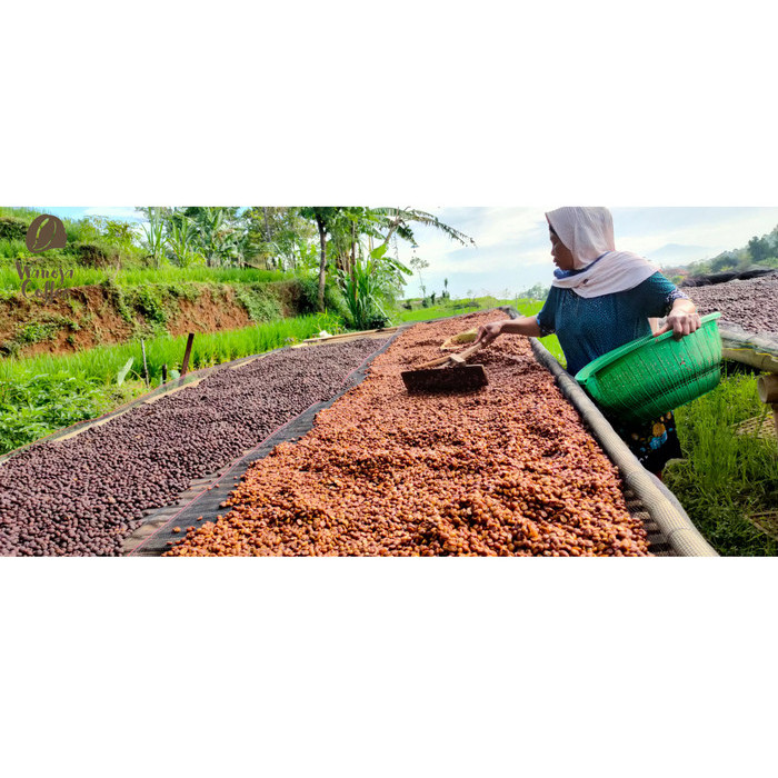 

Sale Terbatas Green Bean Arabica Honey Anaerob Jawa Barat Kamojang Aman