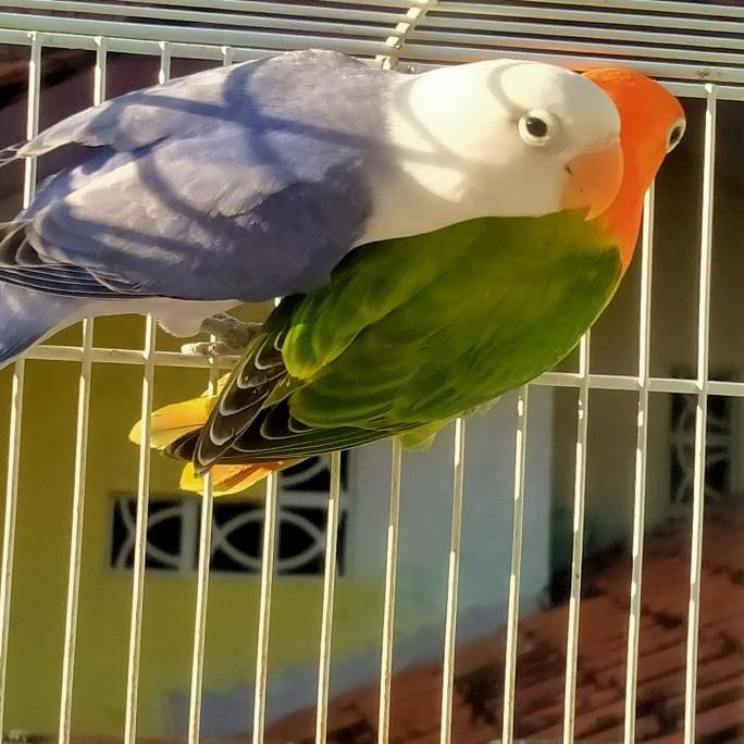 Burung Lovebird Sepasang Biola Green Dan Biola Violet Original Dan Terpercaya