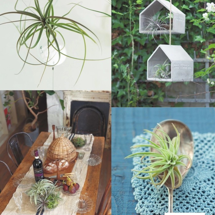 

BERGARANSI BUKU IMPORT GARDEN : LIVING WITH AIR PLANTS