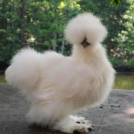 

READY AYAM KAPAS PILIHAN