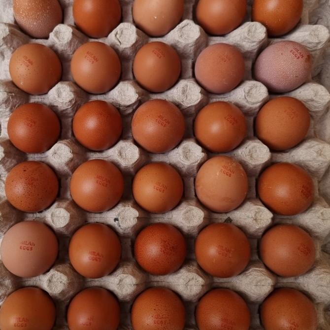 

READY TELUR AYAM NEGRI OMEGA 3 FRESH (30 BUTIR)/TRAY SIZE KECIL