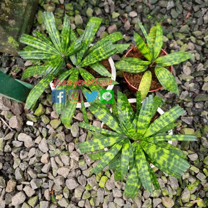 Licuala Mapu, Licuala mattanensis Becc. 'Mapu'