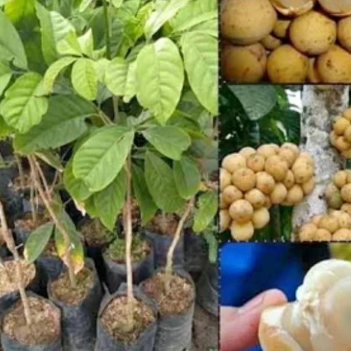 PREMIUM Bibit Tanaman Buah Duku Tanpa Biji Super Cangkok/Okulasi