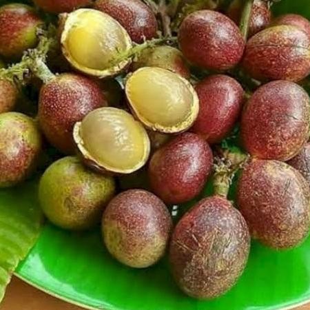 PREMIUM BIBIT TANAMAN BUAH MATOA SUPER UNGGUL/ BIBIT MATOA MERAH