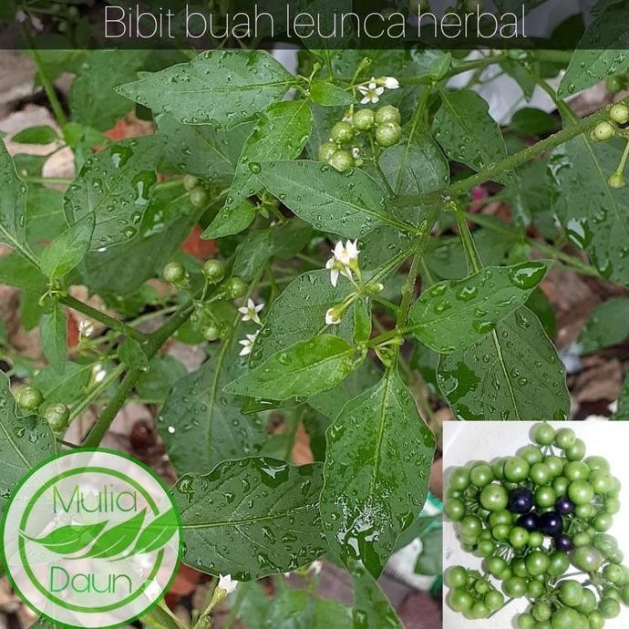 PREMIUM Bibit tanaman leunca/Pohon buah lenca herbal fres