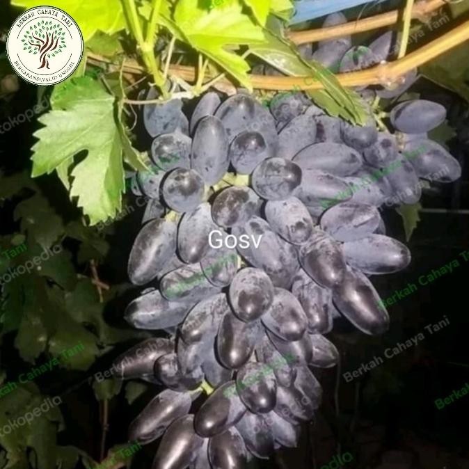 PREMIUM pohon anggur hitam gosv impor-bibit tanaman buah anggur impor gosv